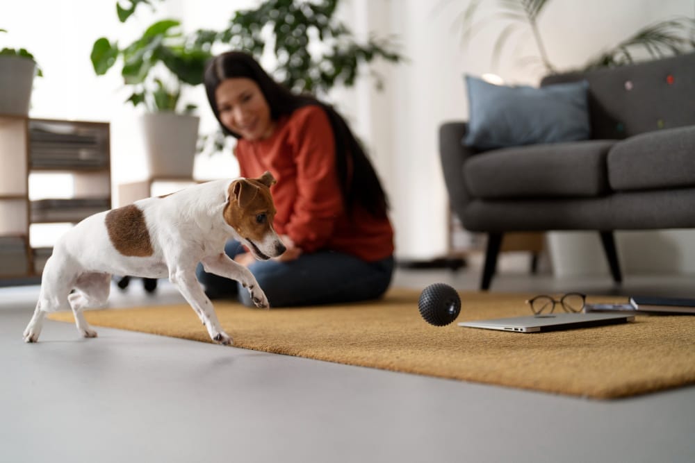 maintaining pet area clean